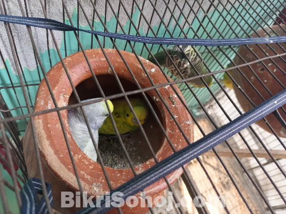 Budgie